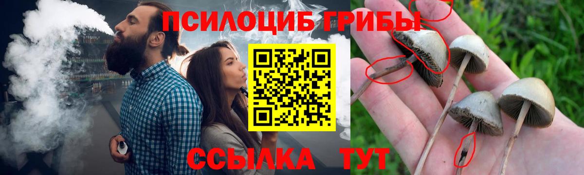 Аргун  Галлюциногенные грибы мицелий  цены   Вход с VPN  Псилоцибиновые грибы Cubensis 